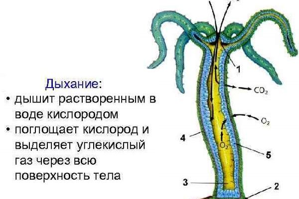 Найти ссылку кракен